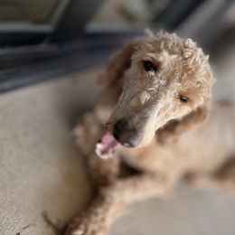 Ariel - Poodle
