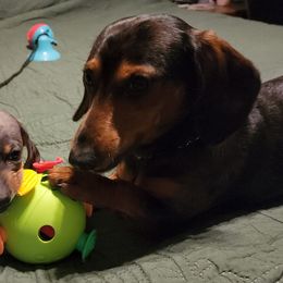 Dachshunds from Thunder Paws