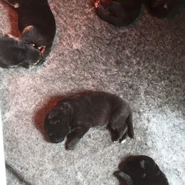 German Shepherd Puppies from Hacker Haus GSDs