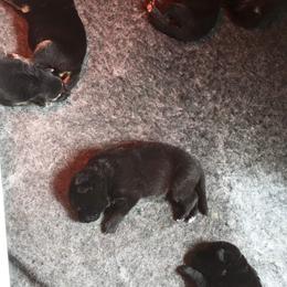 German Shepherd Puppies from Hacker Haus GSDs