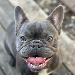 Baby Joker - French Bulldog