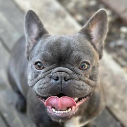Baby Joker - French Bulldog
