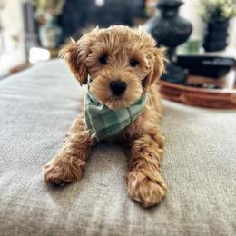 Goldendoodle Puppies from Highland Grove Doodles, LLC