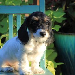 Alice - Dachshund