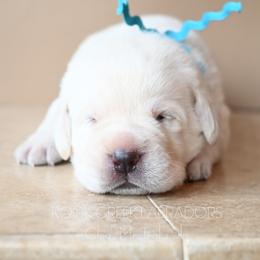 Cleo's Teal - Yellow male Labrador Retriever puppy in Pasco, Washington from ROCK CREEK LABRADORS Pasco, WA