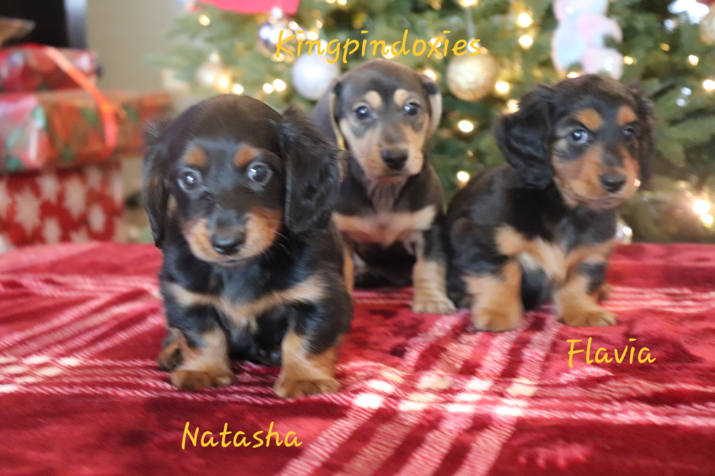 Dachshund Puppies from Kingpin Doxies