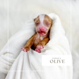 O L I V E - Red  female Goldendoodle puppy in Cedar City, Utah from Cedar Doodles- Home of the Teddybear Goldendoodle