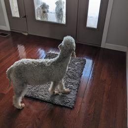 SheyneMaidl - Bedlington Terrier