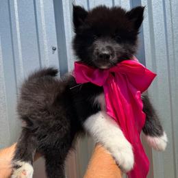 Cottonmouth - Black female Siberian Husky puppy in Folsom, Louisiana from Geaux Fluffy