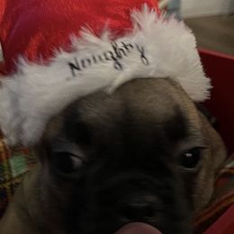 French Bulldogs from Farm Fresh Frenchies