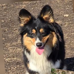 Molly - Pembroke Welsh Corgi