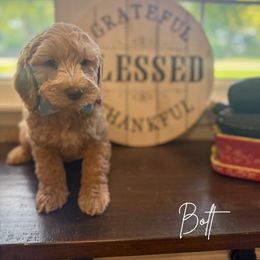 Bolt - Caramel red male Australian Labradoodle puppy in Anderson, Indiana from Walls Family Doodles