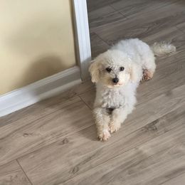 Cheyenne - Bichon Frise
