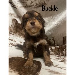 Buckle - Red tri-color Aussiedoodle puppy in Tonopah, Arizona from Lazy T9 Ranch