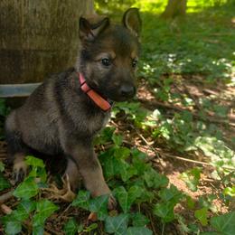 Crystal - Sable female German Shepherd puppy in Southern Maryland, Maryland from Reddington Shepherds
