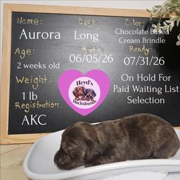 Aurora - Brindle female Dachshund puppy in Hoquiam, Washington from Heyd's Mini Dachshunds
