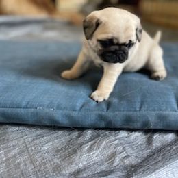 Pug Puppies from Briggs Family Pugs