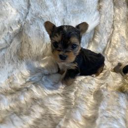 Hemingway - Black and tan male Yorkshire Terrier puppy in Bennettsville, South Carolina from Cottonwood Maltese