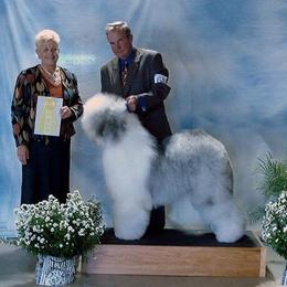 Old English Sheepdog All Grown Up from Redings Retreat