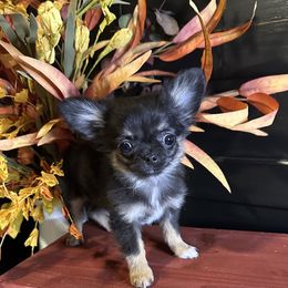 Chihuahua puppies from So Sweet Chihuahuas