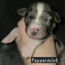 Australian Shepherd Puppies from Arbor hill Australian Shepherds