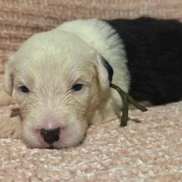 Green - Gray and white male Old English Sheepdog puppy in Iowa from Midwest Puppy Paws