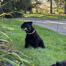 Kerry Blue Terrier Puppies from Costerra Kerry Blue Terriers