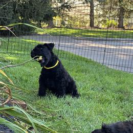 Kerry Blue Terrier Puppies from Costerra Kerry Blue Terriers