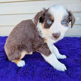 Hunter - Red tri-color male Australian Shepherd puppy in Charlotte, North Carolina from Awesome Aussies