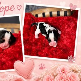 Penelope - Black and tan female Cavalier King Charles Spaniel puppy in Clinton, Oklahoma from Enchanted Spaniels