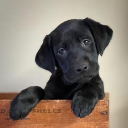 Eddie - Black male Labrador Retriever puppy in Isle, Minnesota from Dog Ear Outfitters