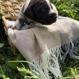 Wirehaired Pointing Griffon Puppies from Idleista Grand Chasseur