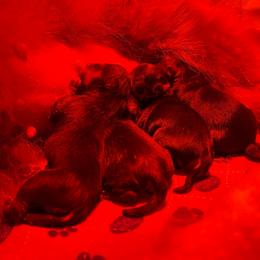 Boy 1 - Black and tan male Pomeranian puppy in Abilene, Texas from Blessedpoms