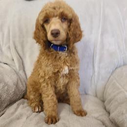 Dark Blue Collar - Red  male Poodle puppy in Colorado Springs, Colorado from Silly's Standard Poodles