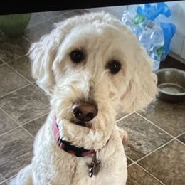 Georgia - Goldendoodle