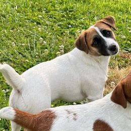 Border Terriers and Jack Russell Terriers from Cedar Run Kennels