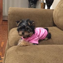 Yorkshire Terrier Puppies from Diamond in a Rough Yorkies