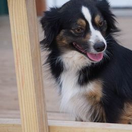 Miniature Australian Shepherd and Toy Australian Shepherd Puppies from Caprock Mini & Toy Aussies
