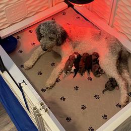 Bernedoodle Puppies from Monica Jones