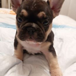 French Bulldog Puppies from Metro Frenchies