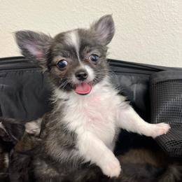 Sparky.    2500 - Blue brindled fawn male Chihuahua puppy in Tecumseh, Oklahoma from Callie’s Happy Chihuahuas, Callie’s Happy Treasures LLC