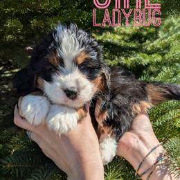 Ladybug - Tri-color female Bernedoodle puppy in Cambridge, Minnesota from Country Meadow Doodles