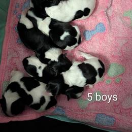 Eclipse - Black and white male Havanese puppy in Anderson, South Carolina from Moe's Goldens and HavAntics