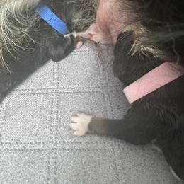 Pink girl - Tri-color female Bernese Mountain Dog puppy in Payson, Utah from Red Bridge Berners
