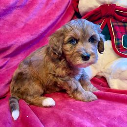 Pebble - Merle female Bernedoodle puppy in Royse City, Texas from Platinum Bernedoodles of Texas