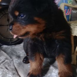 Brown - Black and mahogany male Rottweiler puppy in Janesville, Wisconsin from Maciel House of Rottweilers