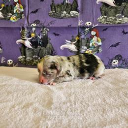 Binx - Blue merle male Miniature Australian Shepherd puppy in Snowflake, Arizona from Halfpint Aussies