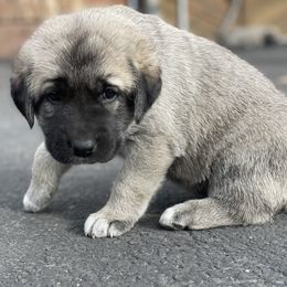 Evergreen Girl - Fawn female Anatolian Shepherd Dog puppy in Kalispell, Montana from Wild Rooster Family Farm (AKC Anatolians OFA Hips Tested)