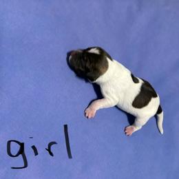 Girl 1 - Parti female Miniature Schnauzer puppy in Dunlap, Tennessee from Beards of Glory