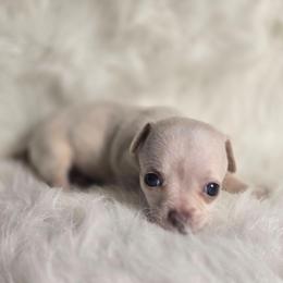 Sandy - Cream and white female Chihuahua puppy in Plainfield, Indiana from Abby's Pampered Pooches